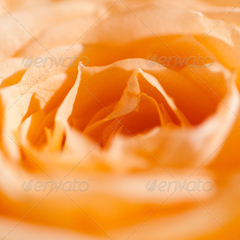 在线呼死你轰炸