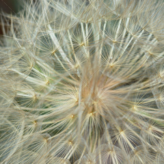 智能调度优化的短信轰炸机网页